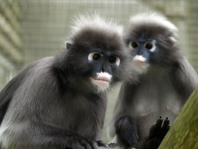 Dusky Langur 6 Kat Garland