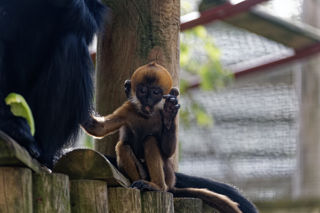 Francois' Langur baby - October 2022