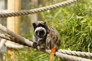 Emperor tamarin - July 2022