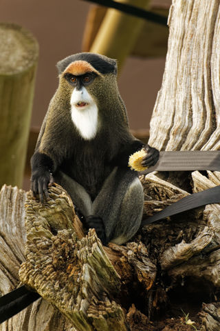 Twycross Zoo De Brazza's Monkey