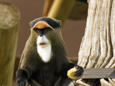 Twycross Zoo De Brazza's Monkey