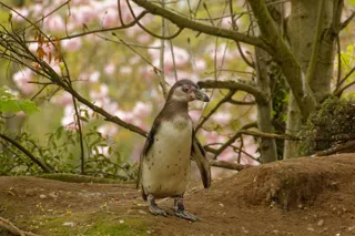 TZ April Penguin Chicks 4 2048X1365