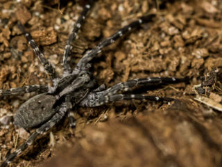Desertas Wolf Spider (1)