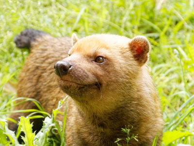 Twycross Zoo Bush Dog