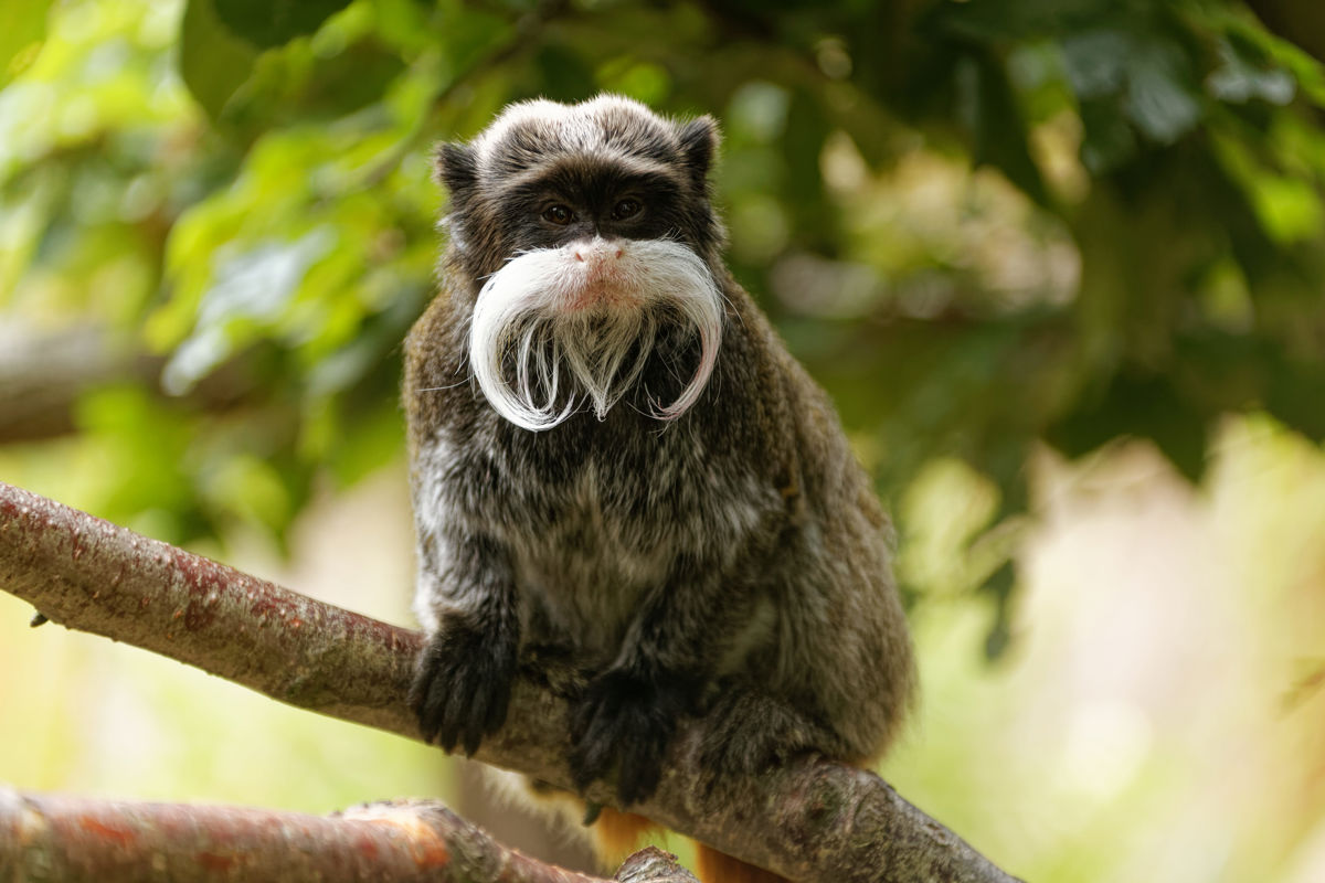 Twycross Zoo Emperor Tamarin