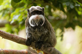 Twycross Zoo Emperor Tamarin