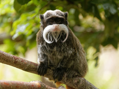 Twycross Zoo Emperor Tamarin