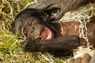 Bonobo baby Upendi outside - March 2022