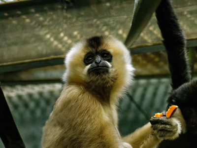 Northern White Cheeked Gibbon