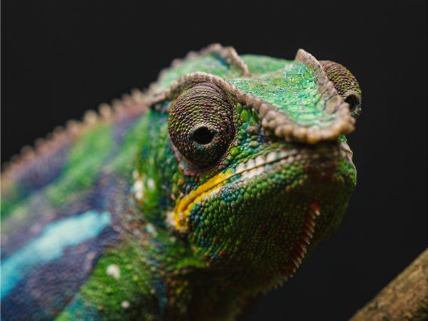Panther Chameleon 2