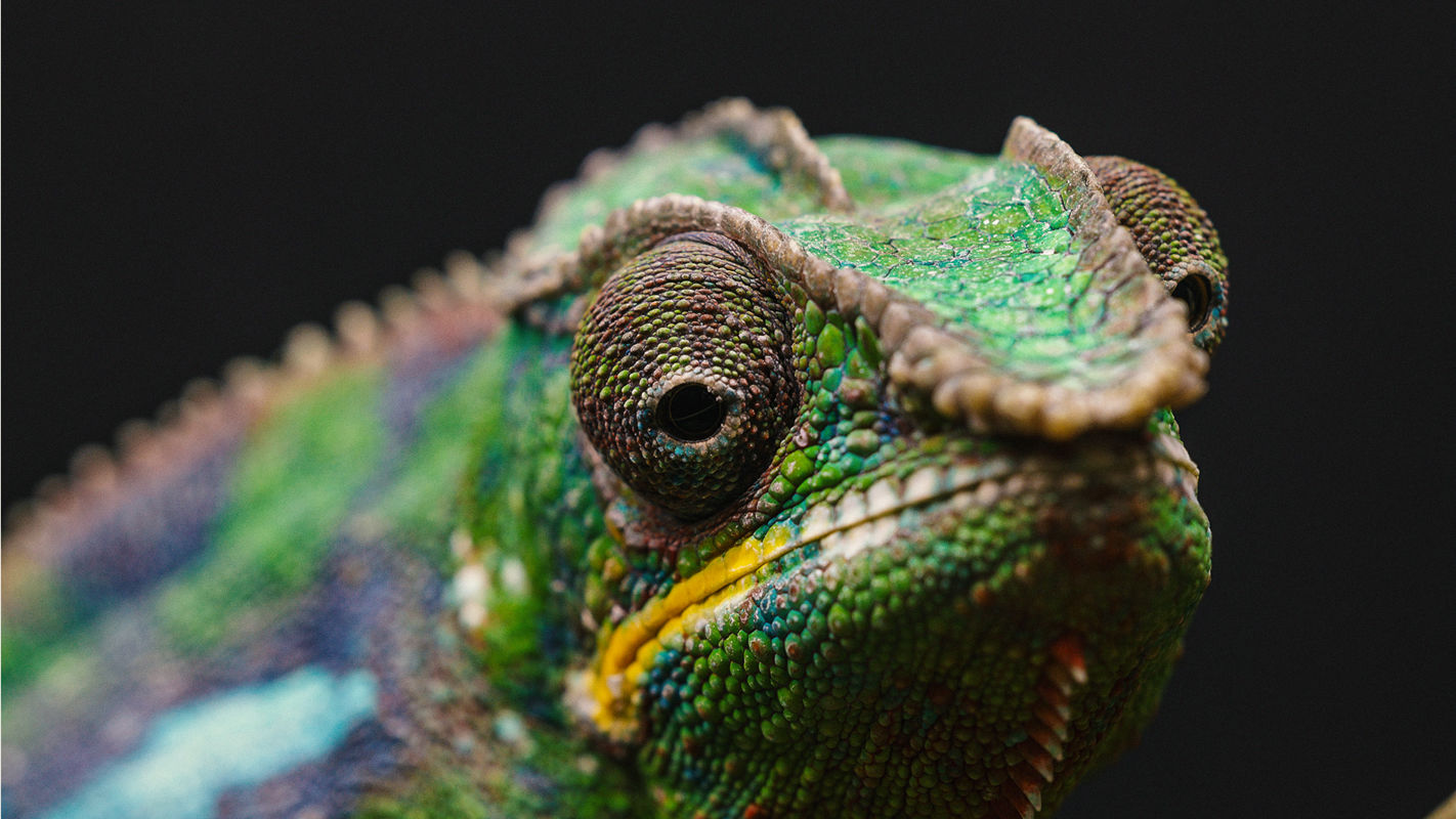 Panther Chameleon 2