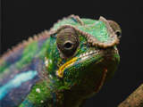 Panther Chameleon 2