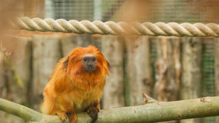 Golden Lion Tamarin