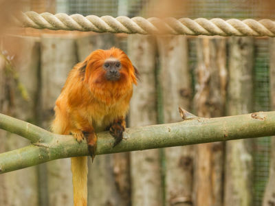 Golden Lion Tamarin
