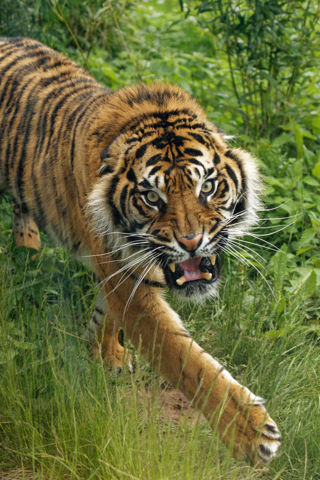 Sumatran tiger Sialang - May 2021