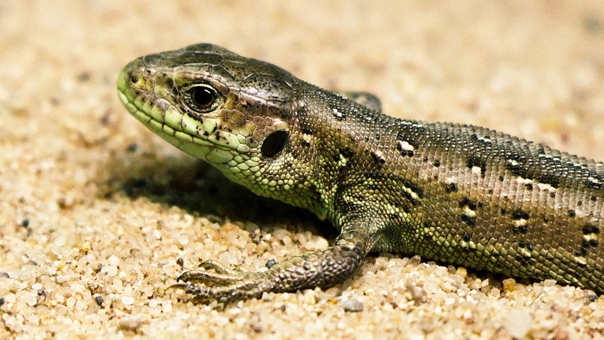 Sand lizards