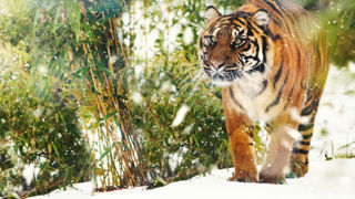 Jahly Sumatran Tiger In The Snow