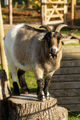Twycross Zoo Goat