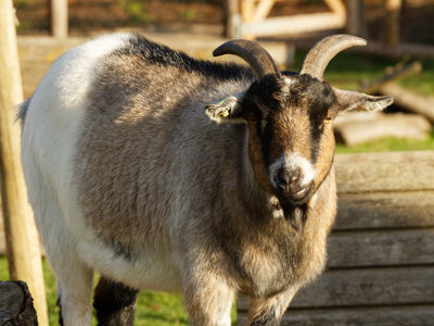 Twycross Zoo Goat